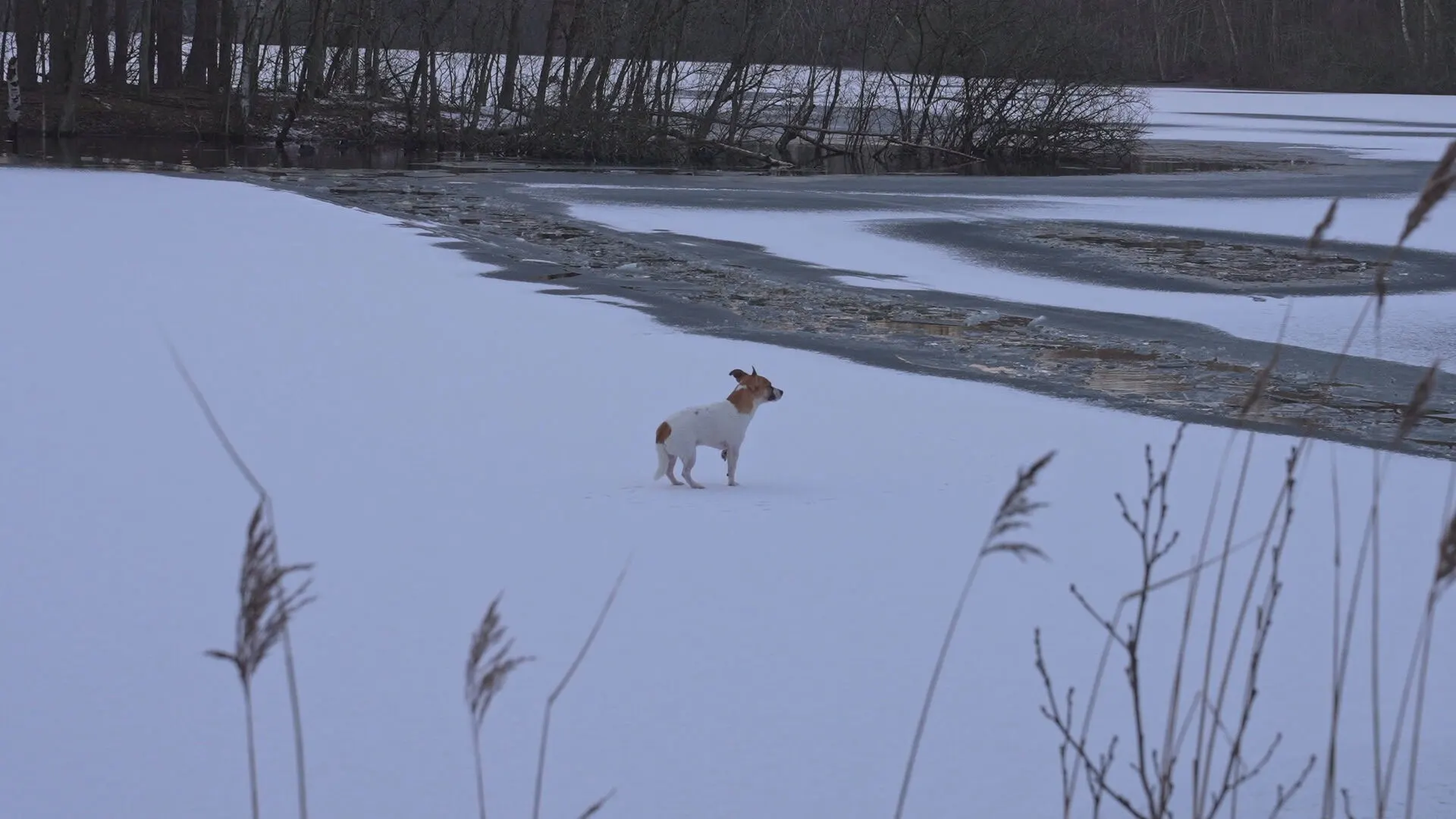 Baasje raakt onderkoeld door redden hondje uit ijskoud water