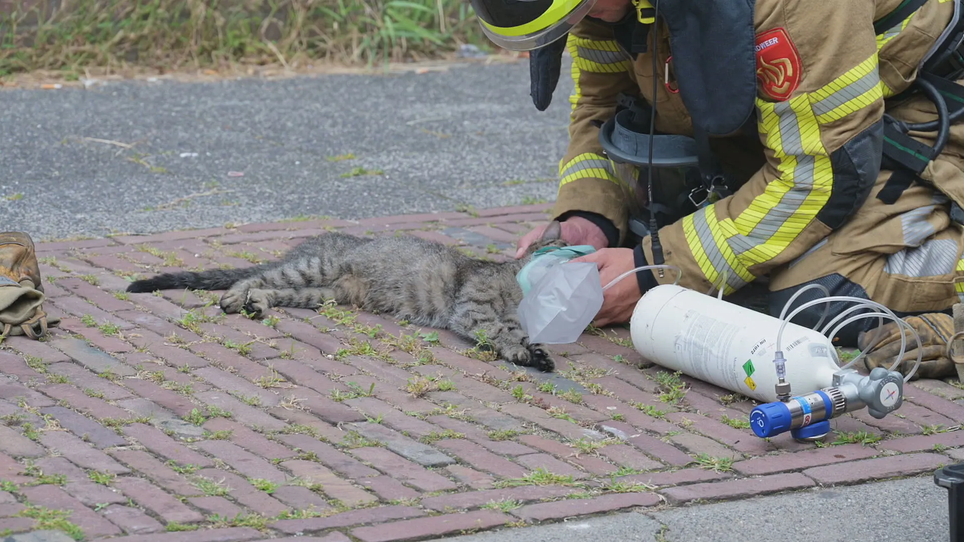 Vijf kittens en moederpoes gered bij woningbrand