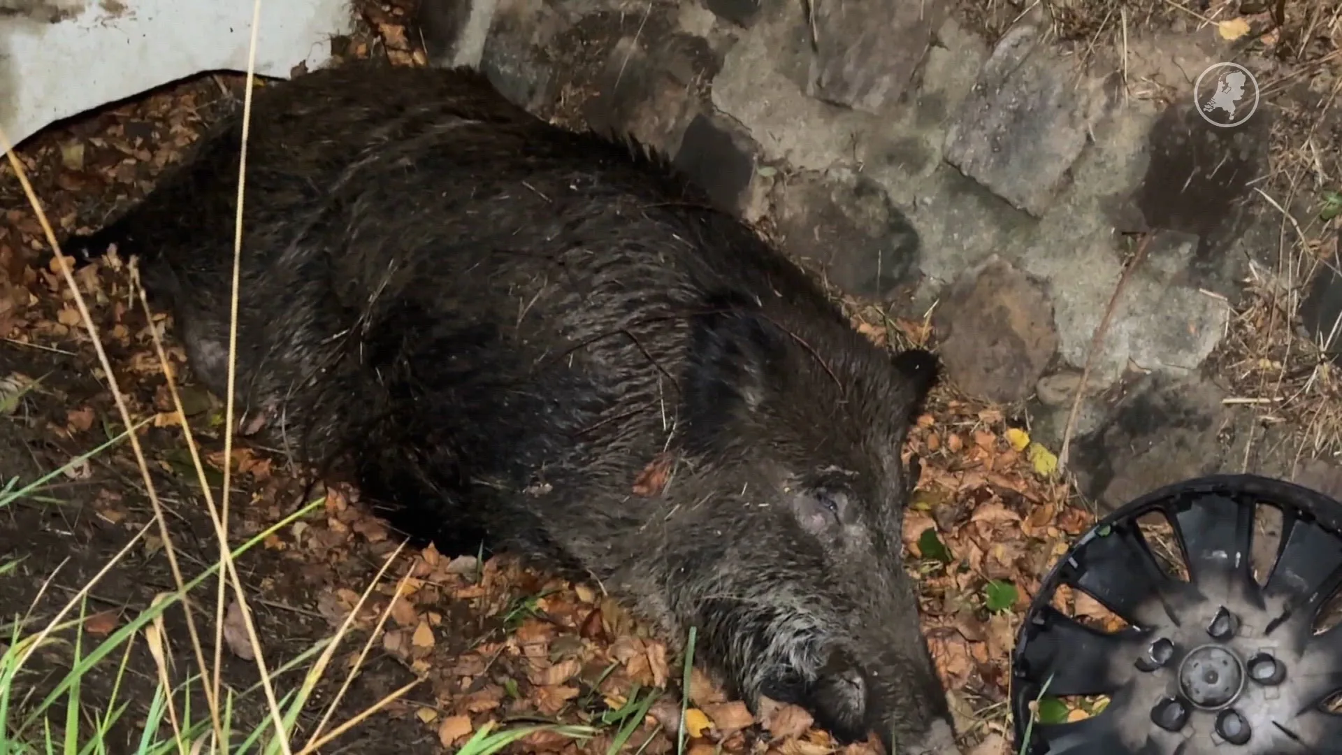 Wild zwijn overleden na ongeval met Koninklijke Marechaussee