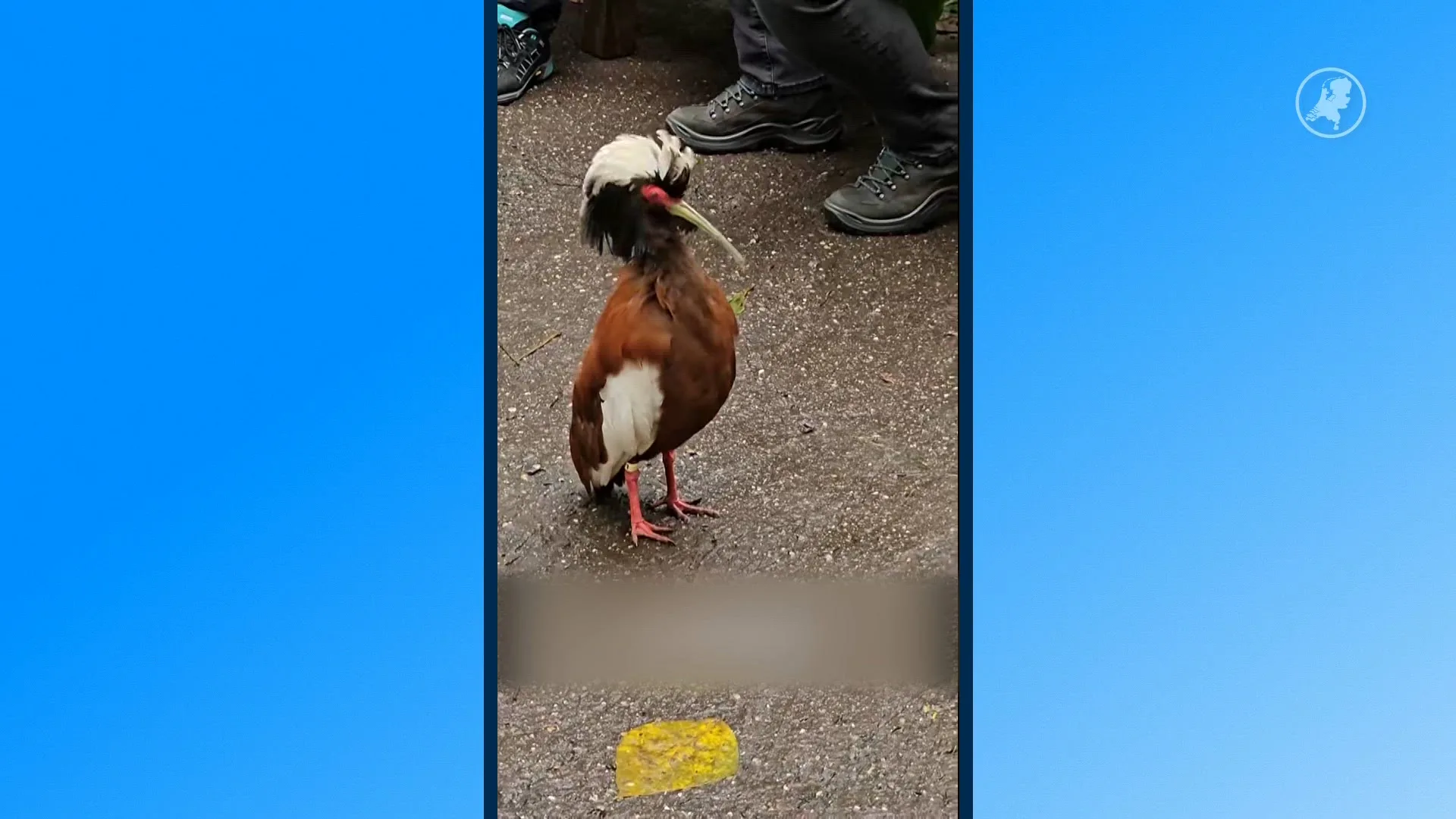 Kuifibissen uit Wildlands plots overleden, deel park gesloten