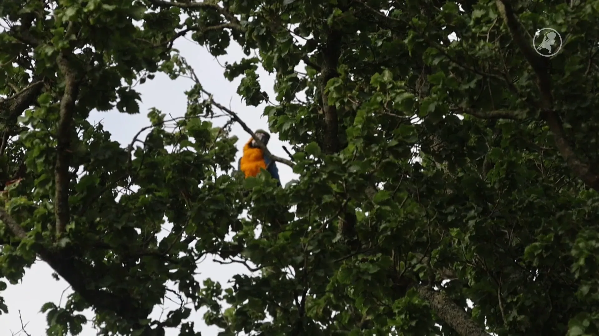 Vermiste papegaai uit boom gehaald door brandweer in Den Haag