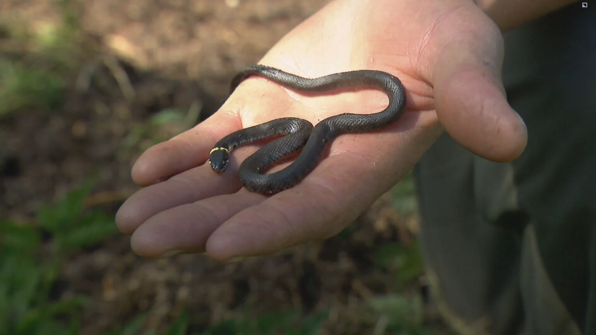 Boswachter blij met duizenden pasgeboren ringslangen: ieder jaar meer eieren