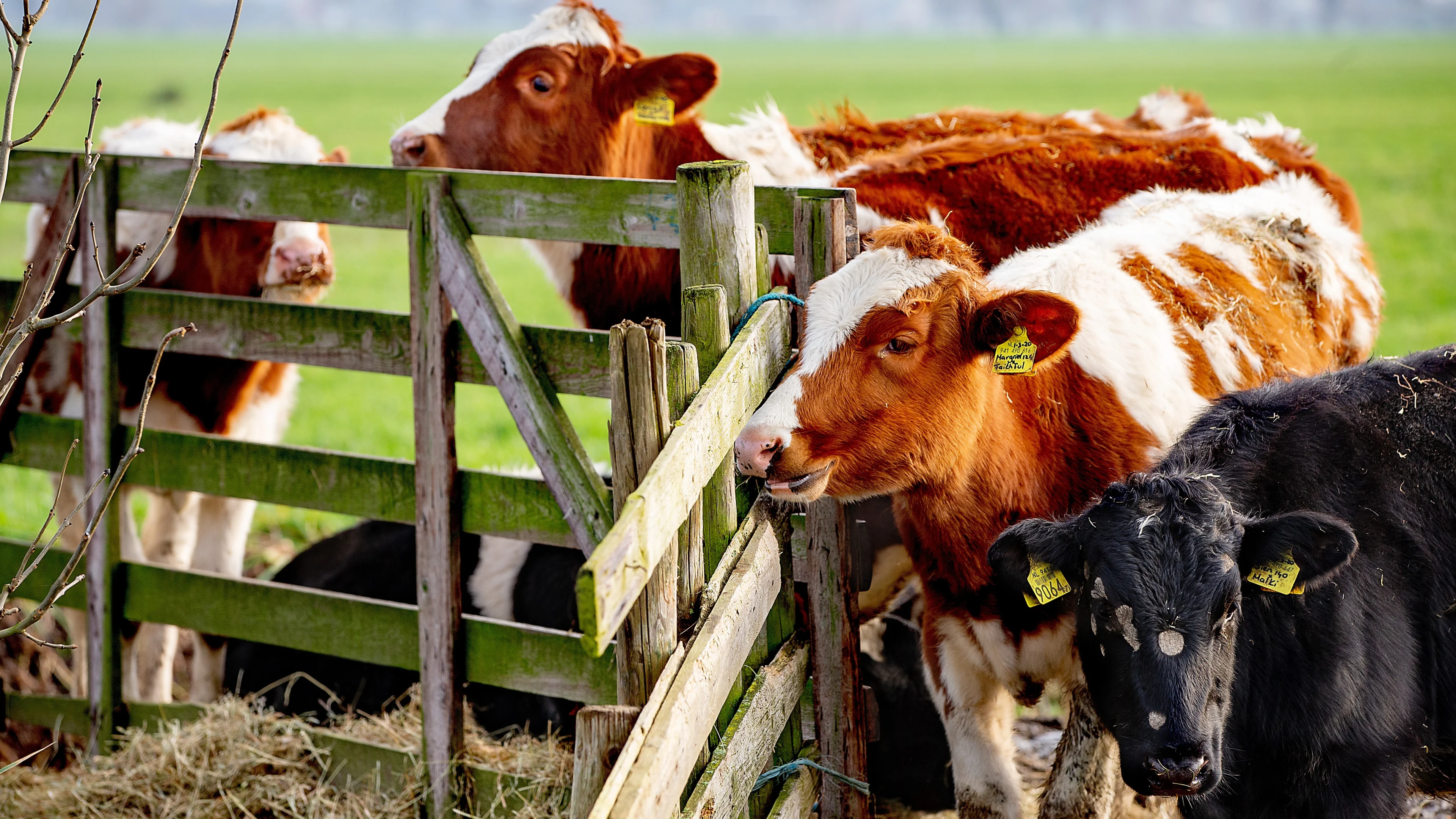 Nu nog vrieskou, maar na het weekend verovert zachte lucht ons land