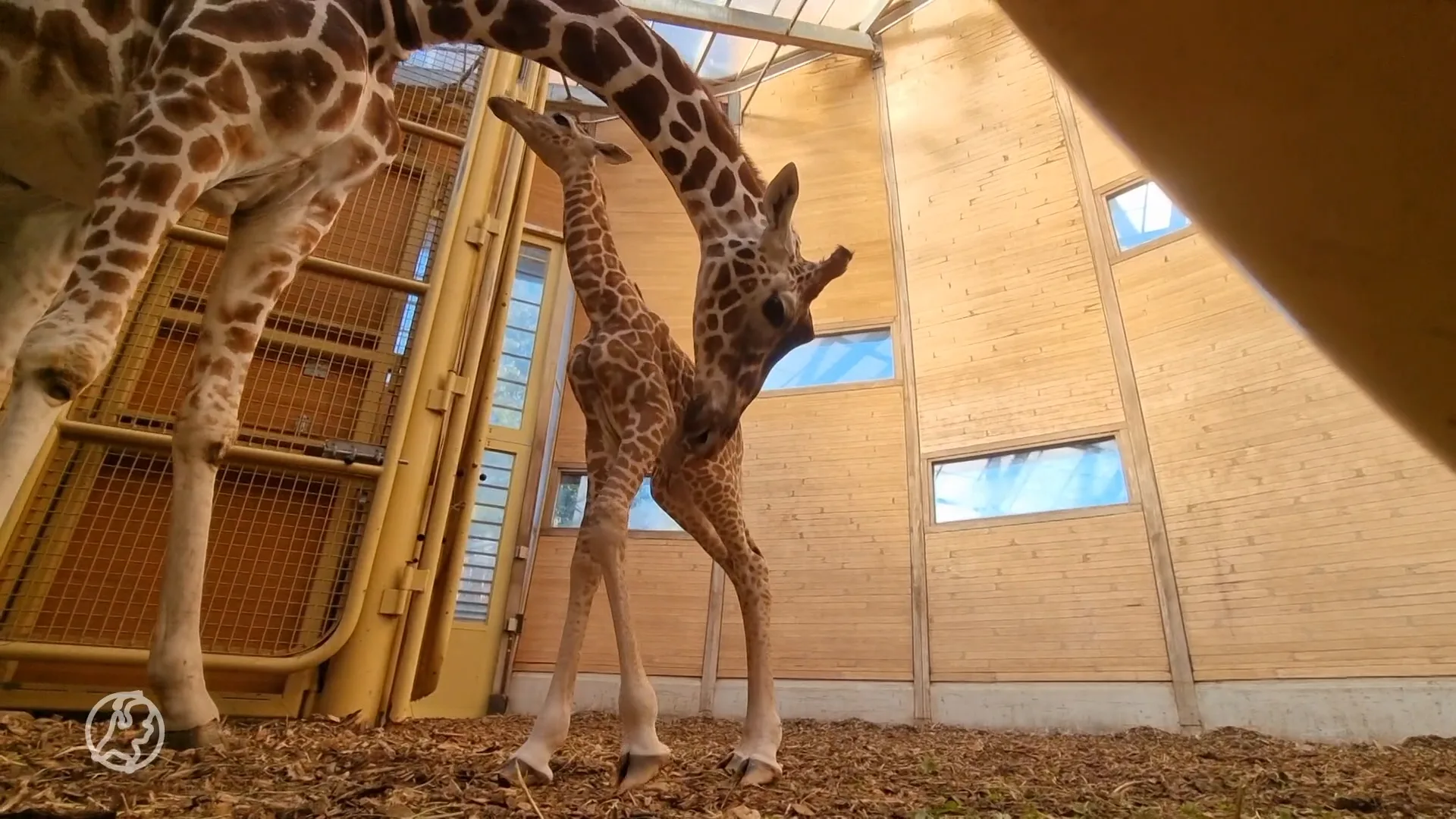 Superschattige beelden: giraffe geboren in Blijdorp