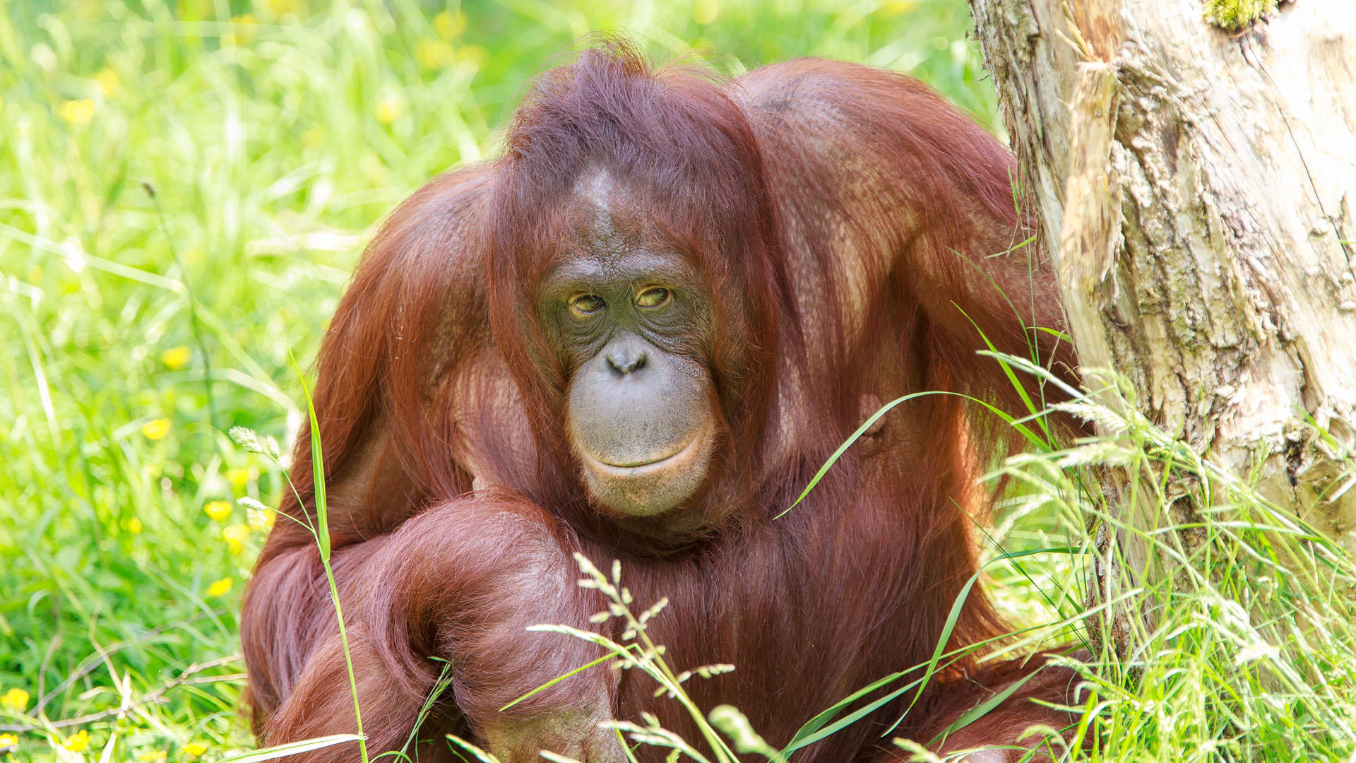 Schattig! Pasgeboren orang-oetan in Apenheul 