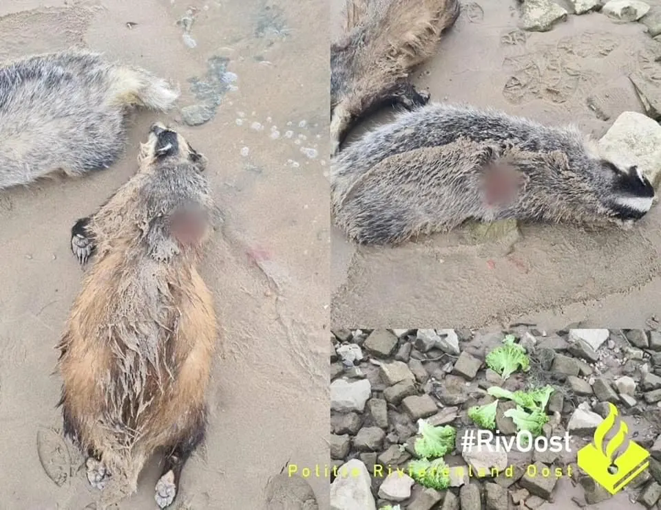 Politie doet 'lugubere vondst': dassen gelokt met sla en daarna vermoord