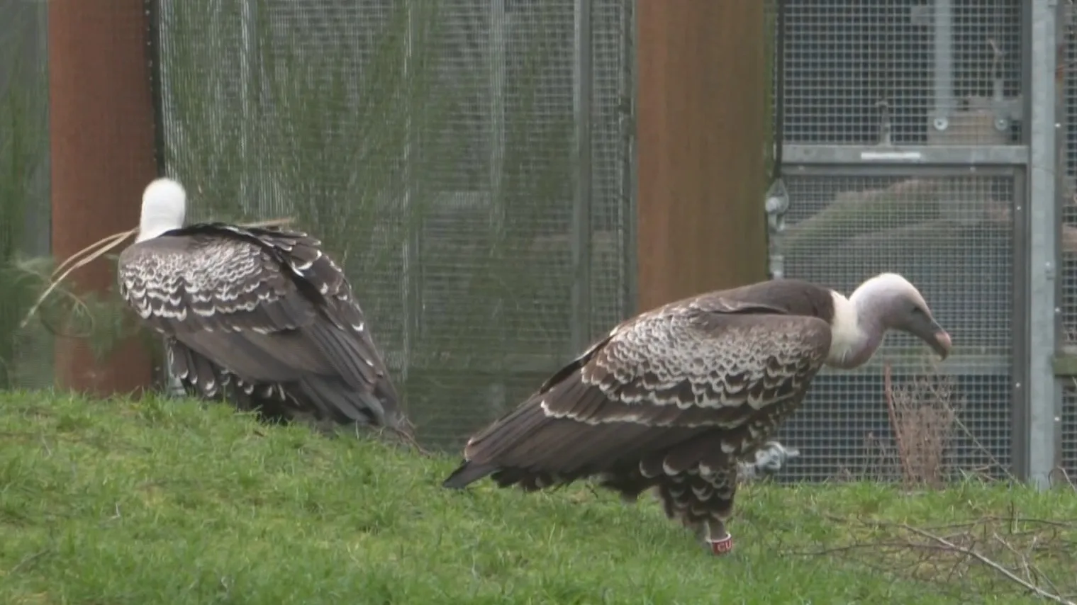 Seksgeluiden uit speakers: dierentuinen zetten alles op alles voor babyboom