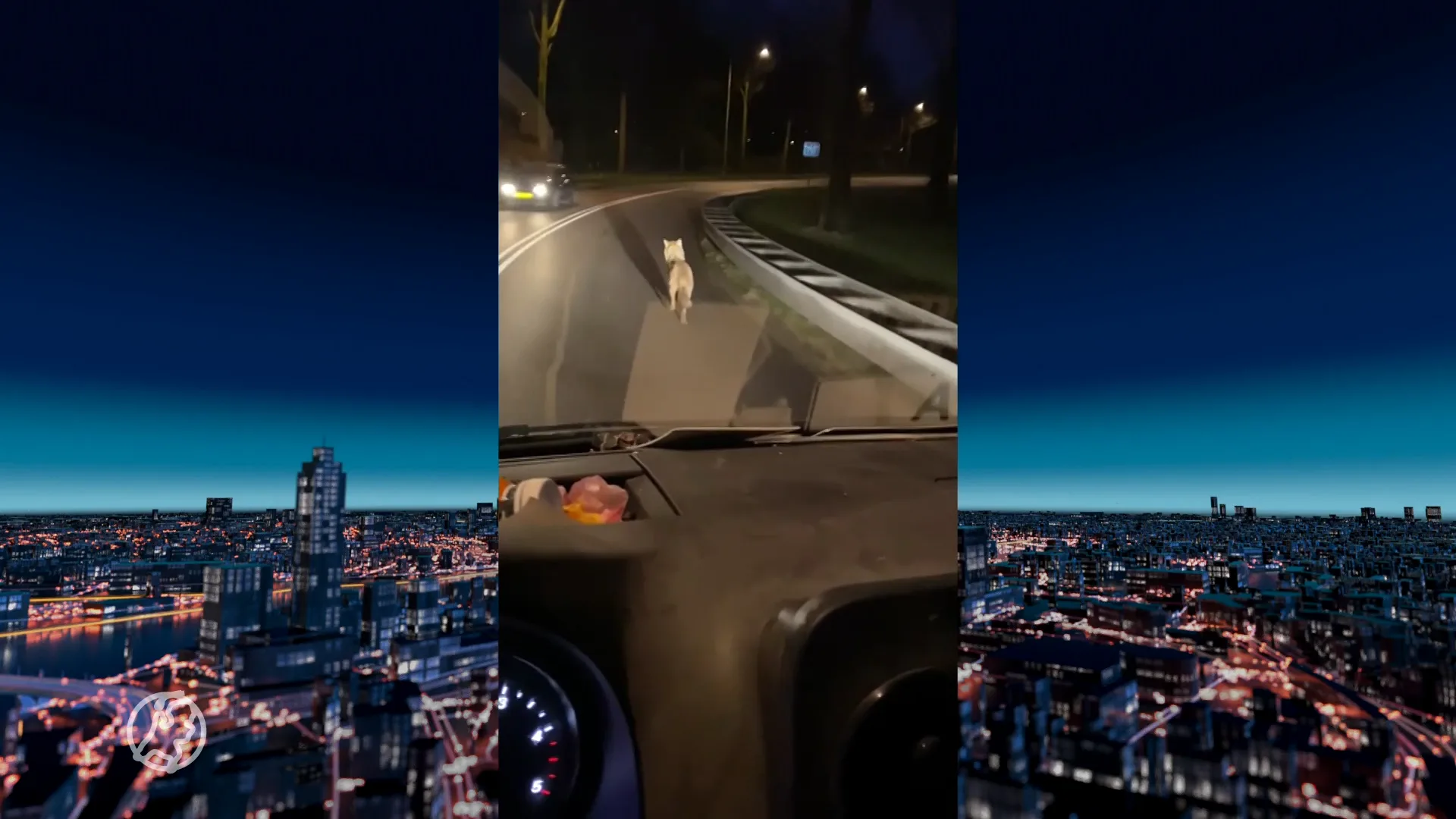 VIDEO: Wolf rent midden op de weg in bebouwde kom Amersfoort