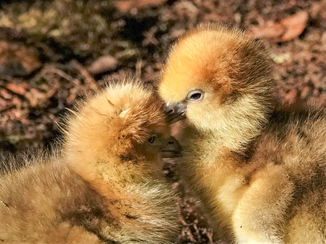 VIDEO: Twee super-schattige hoenderkoetkuikens uit ei gekropen in Dierenpark Amersfoort