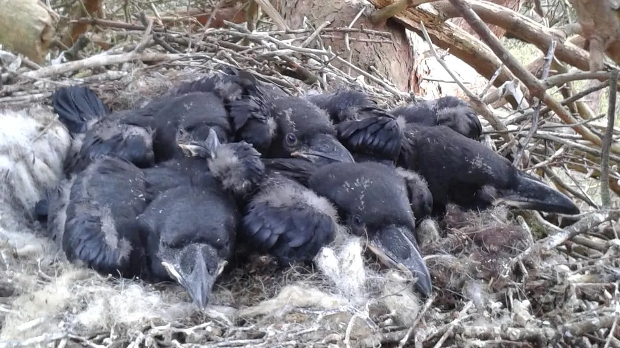 Dierenbeul klimt in 20 meter hoge boom en vernielt ravennest