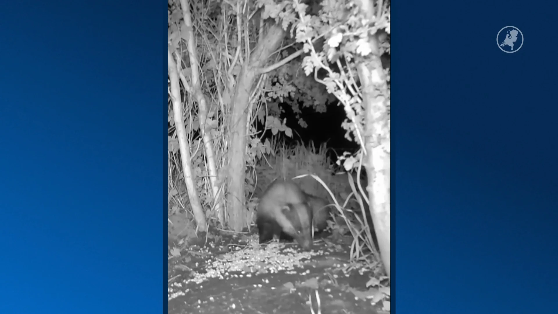 Eerste das gespot na gifvondst bij burchten