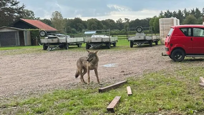Pony op klaarlichte dag gedood door wolf in Wekerom