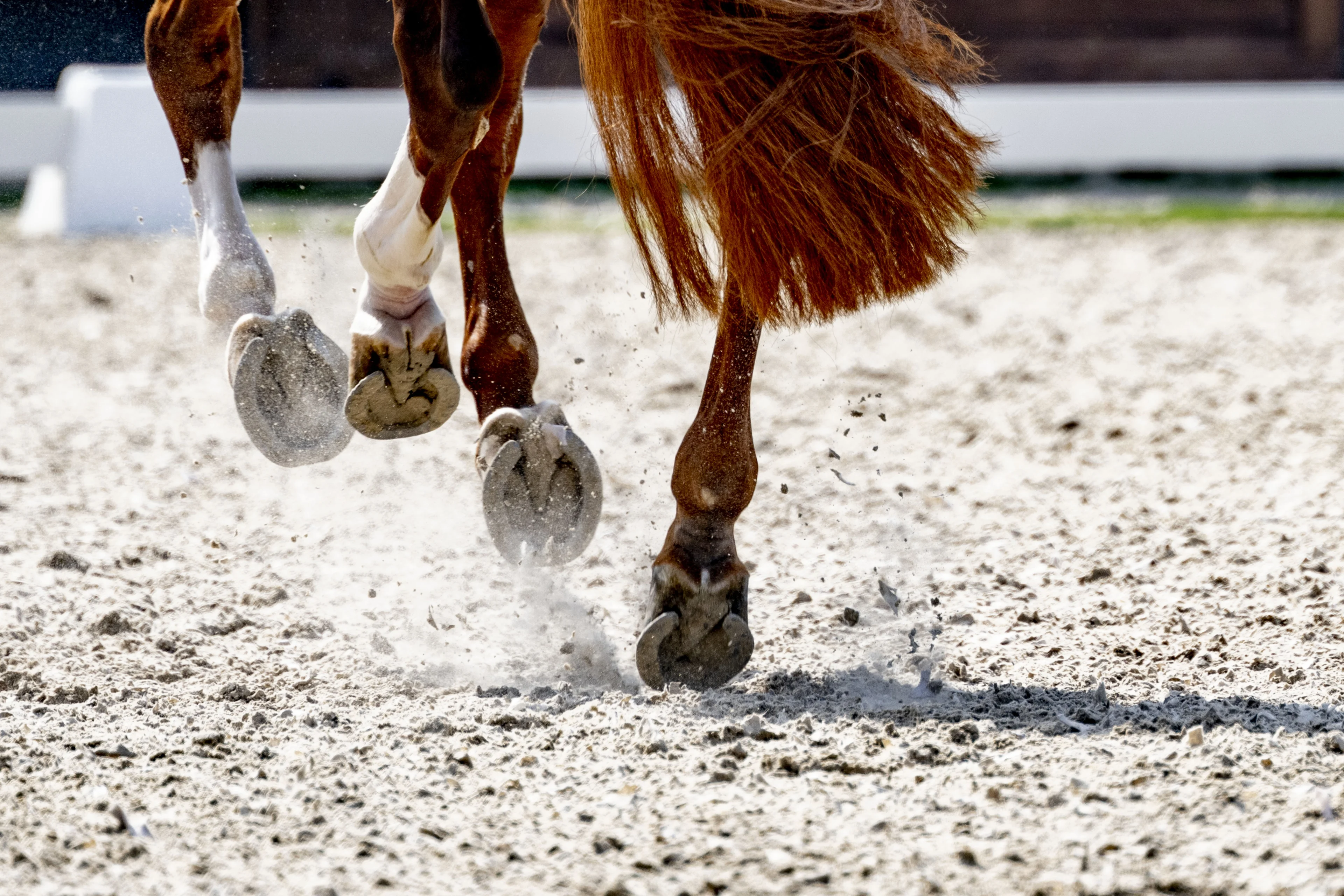 Dierenactivisten willen geen paardensport meer op Olympische Spelen