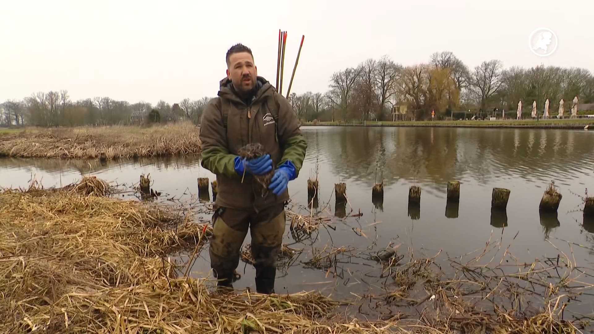 Tienduizenden muskusratten gevangen en probleem blijft groeien