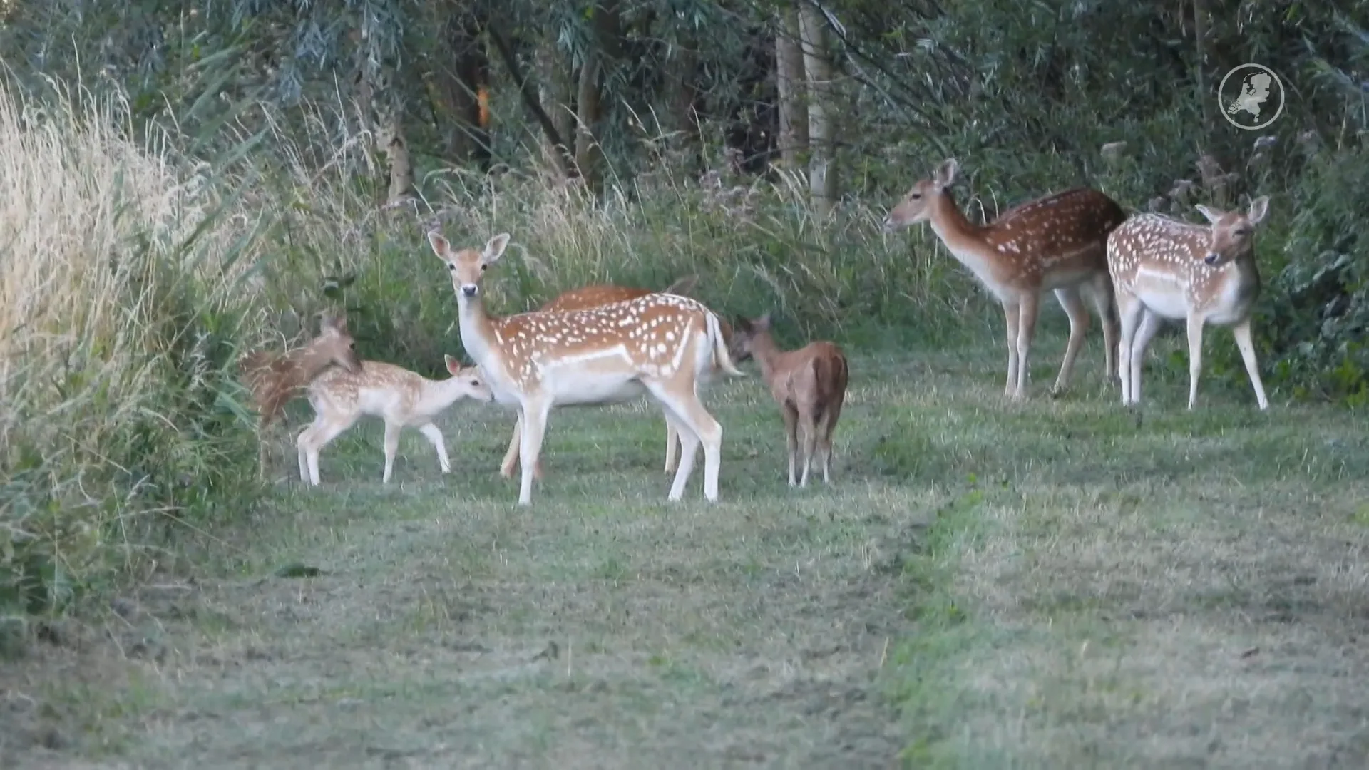Helft van damherten Hoeksche Waard mogen afgeschoten geworden