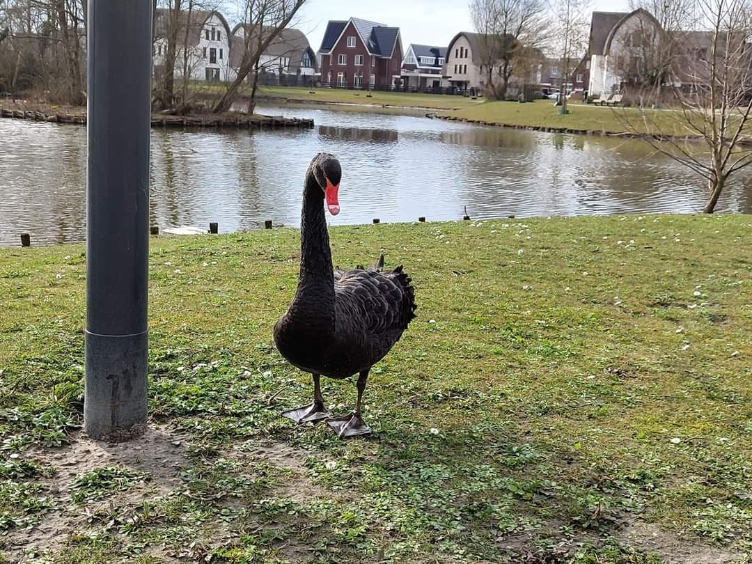 Zwarte zwaan op brute wijze doodgeknepen door dronken jongeren