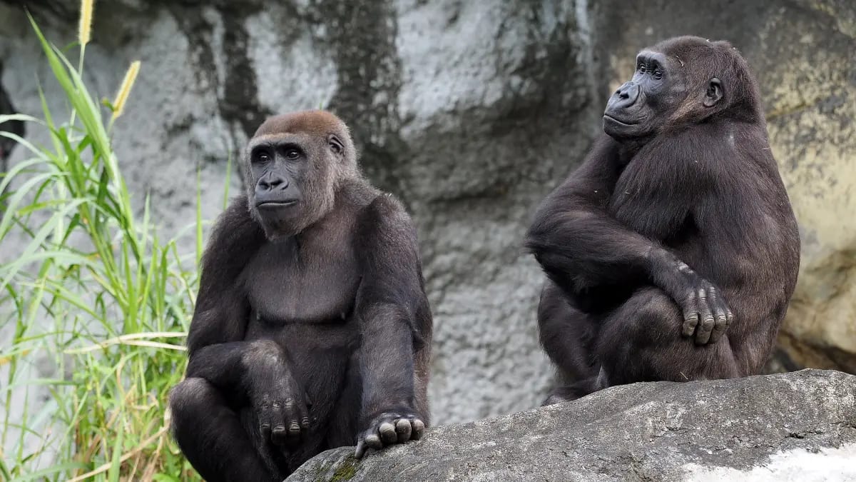 Dierentuinen en fitnesscholen diep teleurgesteld: 'We waren er klaar voor'