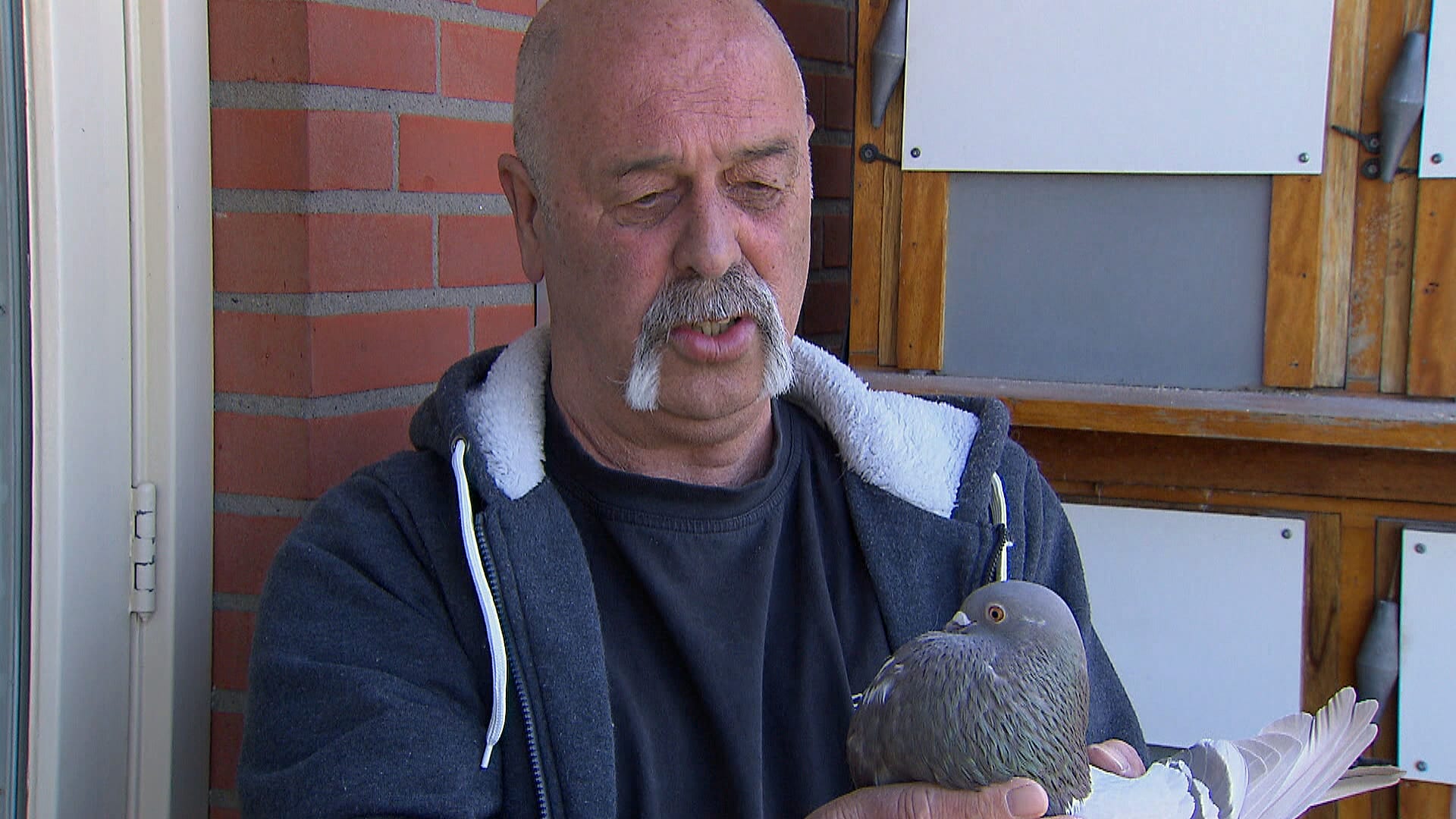 Steeds meer roofvogels in de stad, maar duiven zijn de dupe