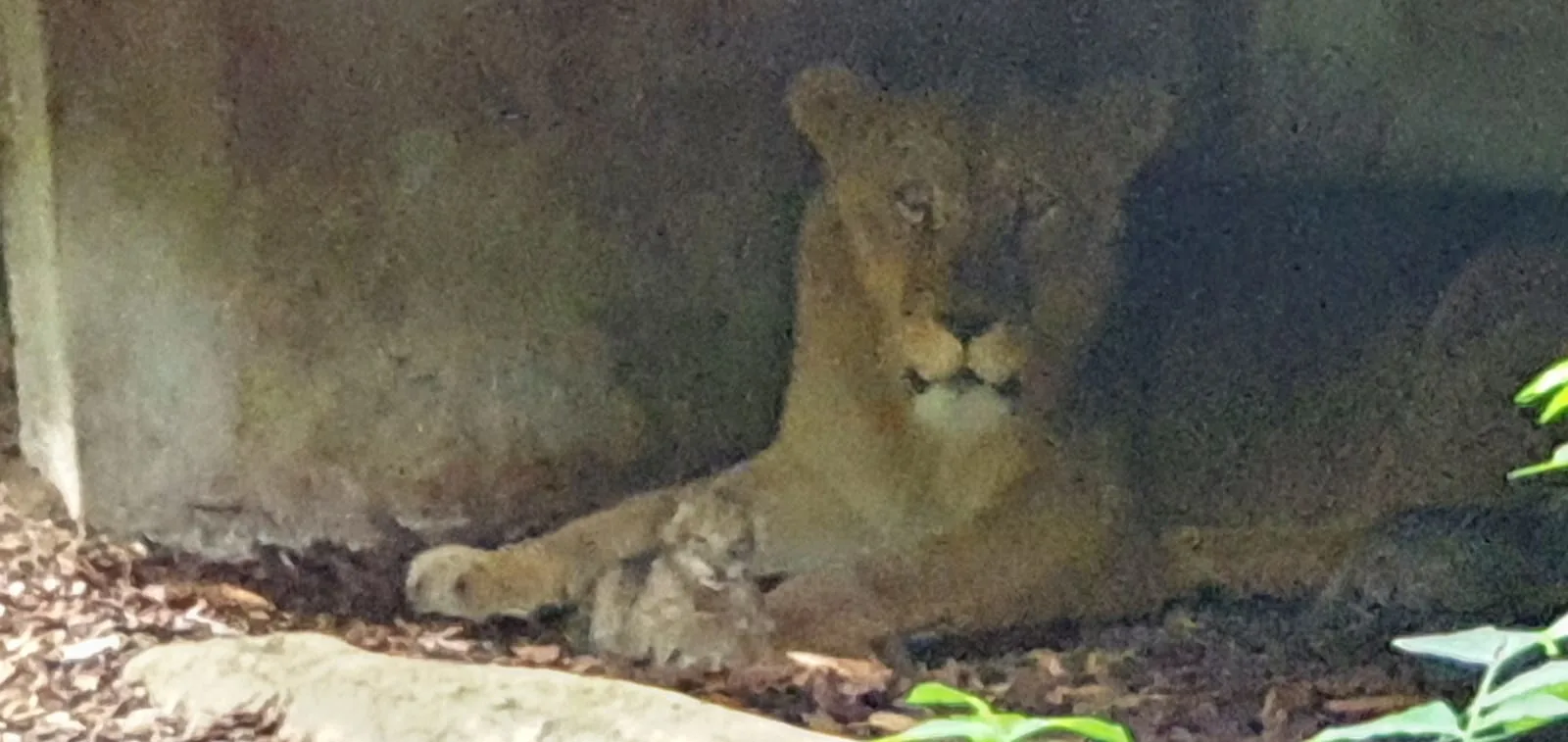Twee leeuwenwelpjes geboren voor de ogen van bezoekers Burgers' Zoo