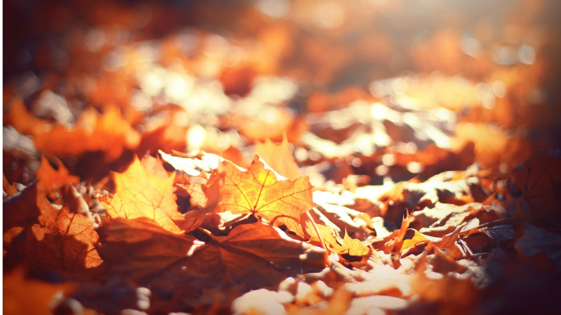 Het leek wel een zomernacht: nu al de warmste 2 november ooit gemeten