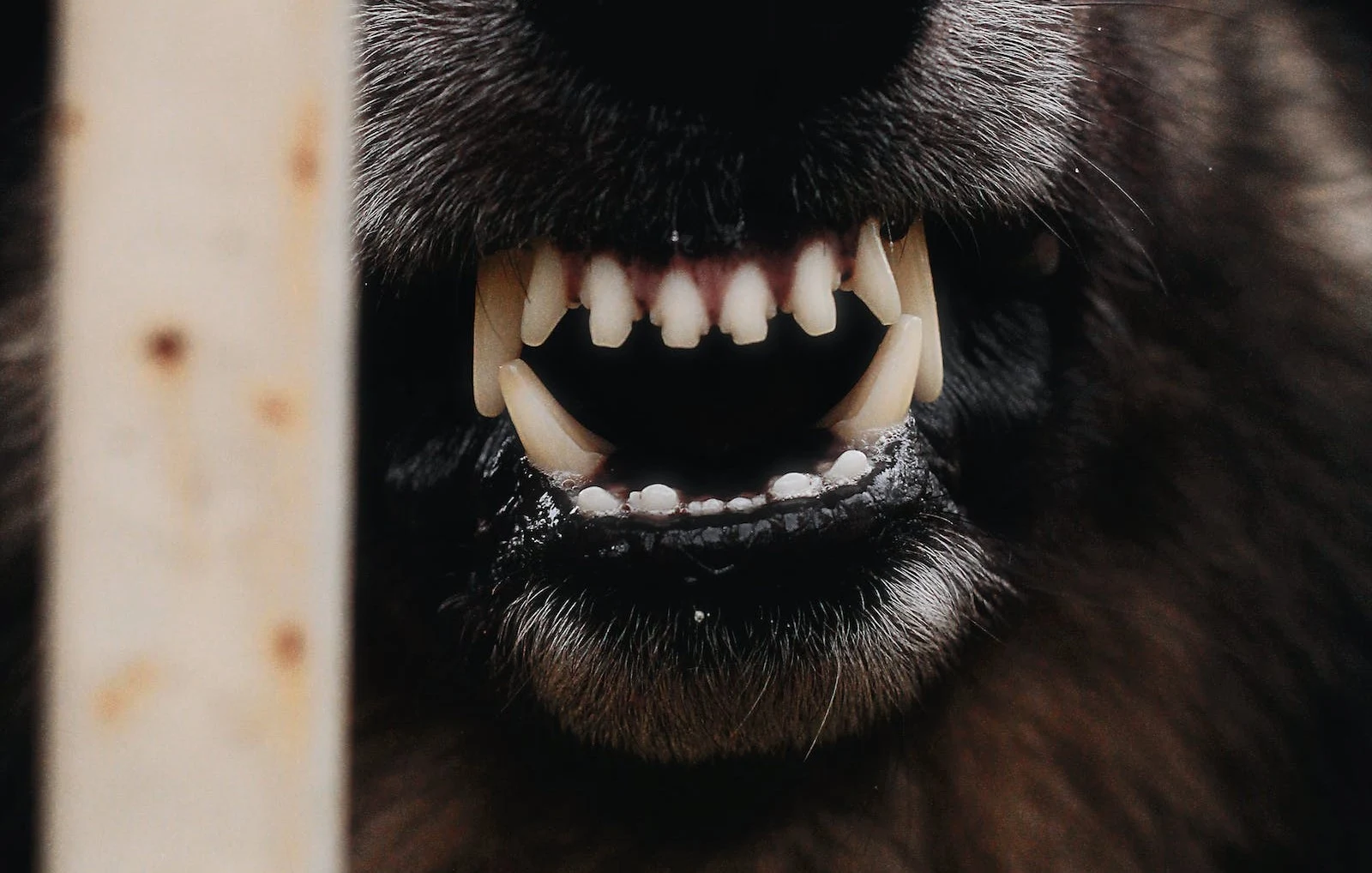 Hond bijt baby dood in enkele seconden, moeder gaat vrijuit