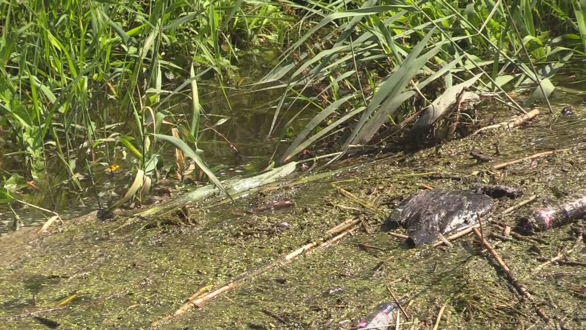 Mysterie in Hengelo: meerdere dode en gewonde eenden in het water gevonden
