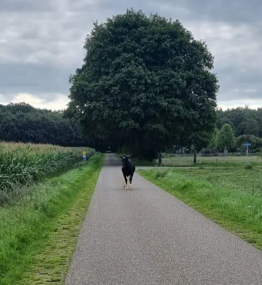 Ontsnapte koe Suzanne gevangen in maïsveld, net voor 1ste verjaardag weer thuis