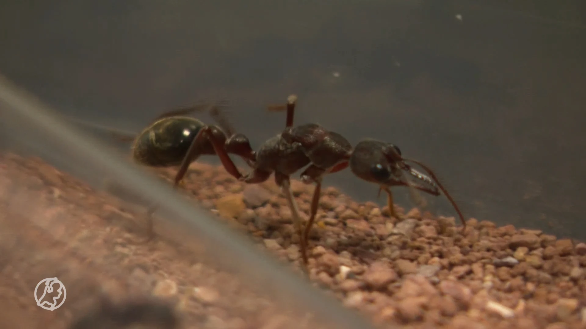 Mier als huisdier? Marijn maakt van hobby een internationaal succes