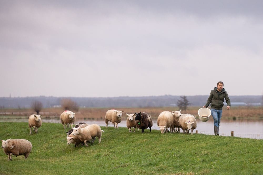 Dieven stelen honderd schapen, eigenaren stoppen met familiebedrijf