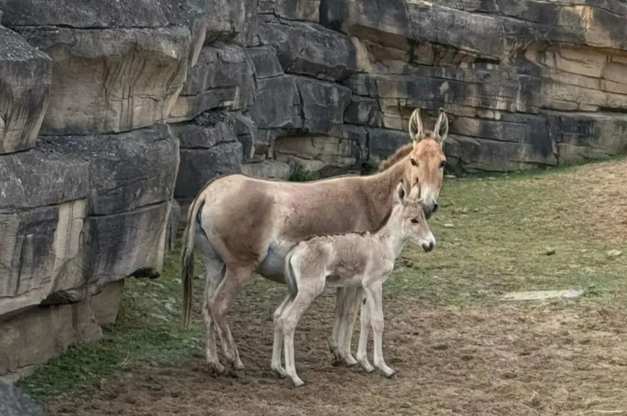 Geboortegolf in WILDLANDS Emmen: zebra en twee onagers geboren