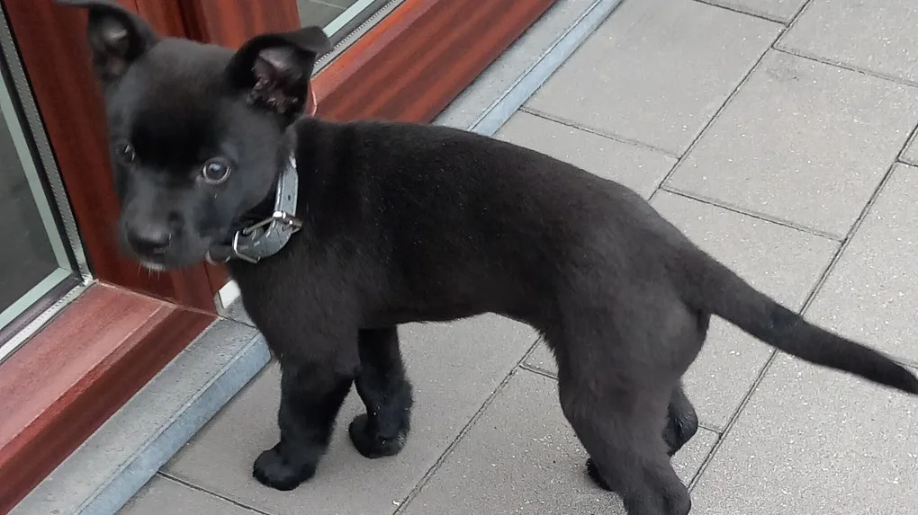 Puppy gestolen tijdens wandeling op klaarlichte dag