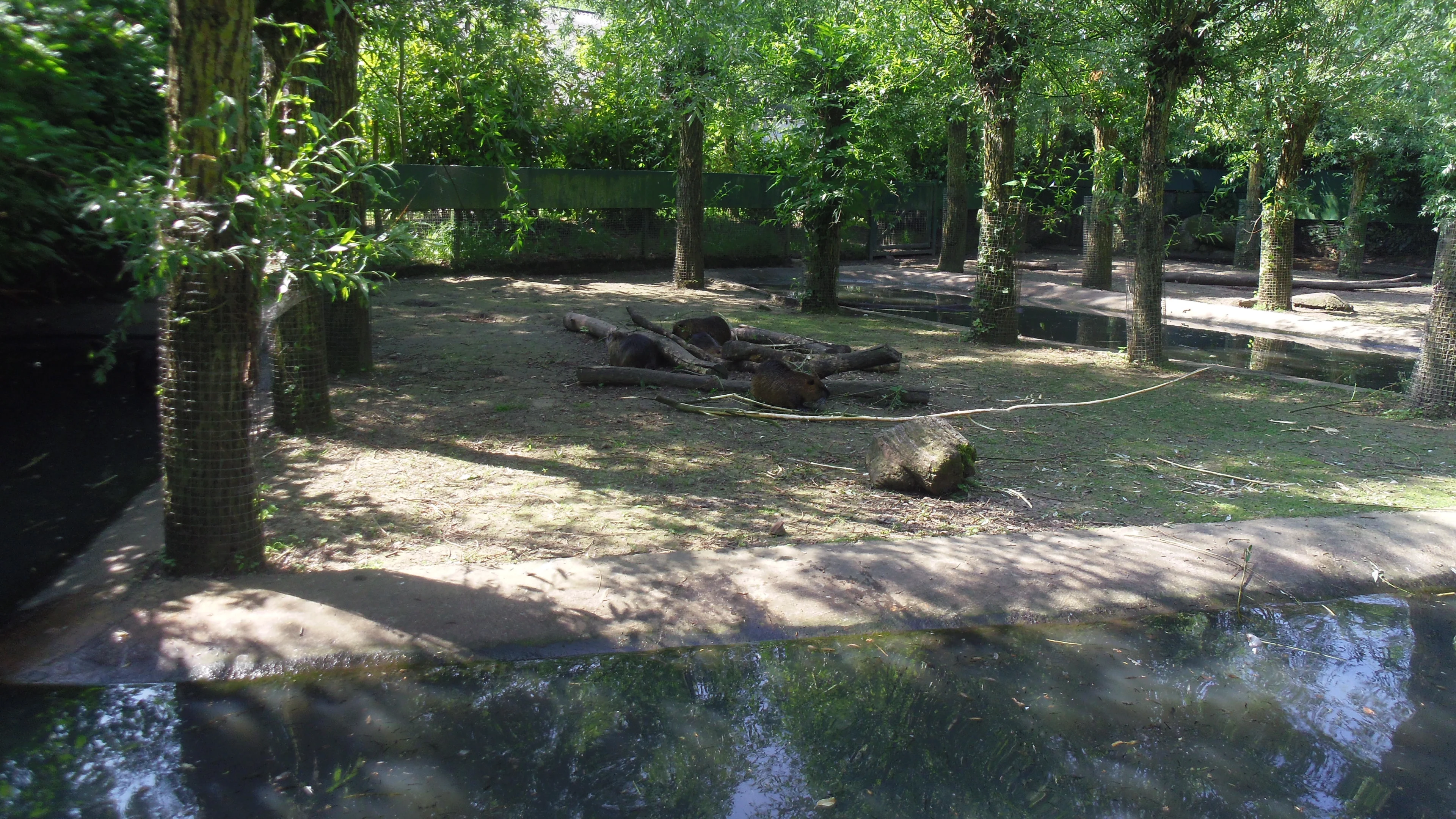 Van wie zijn de foto's die jarenlang op de bodem van het beverrattenverblijf in Dierenrijk hebben gelegen?