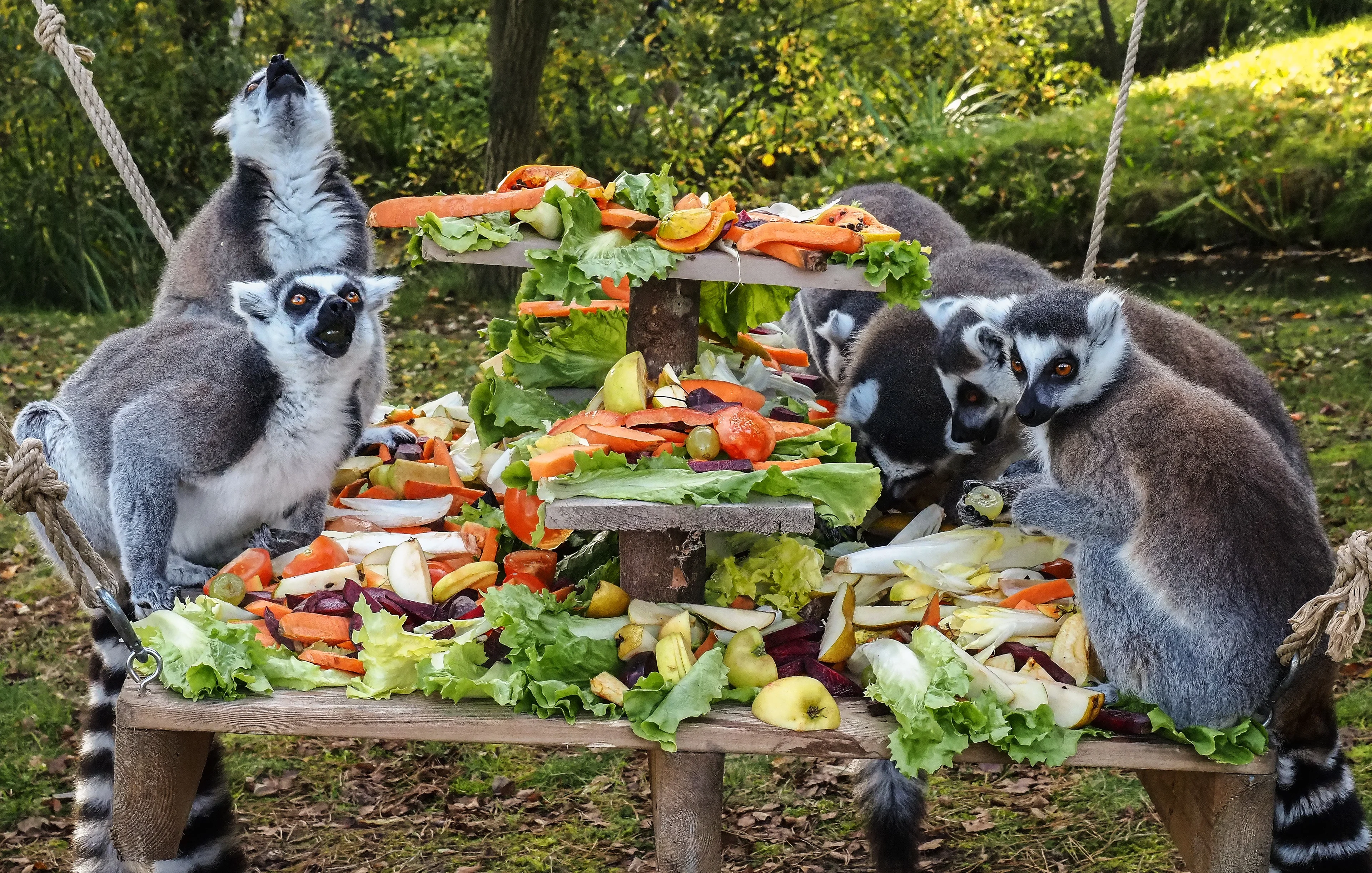 Ringstaartmaki's in het zonnetje gezet op Wereld Lemuren Dag: 'Gaat niet goed met de soort'