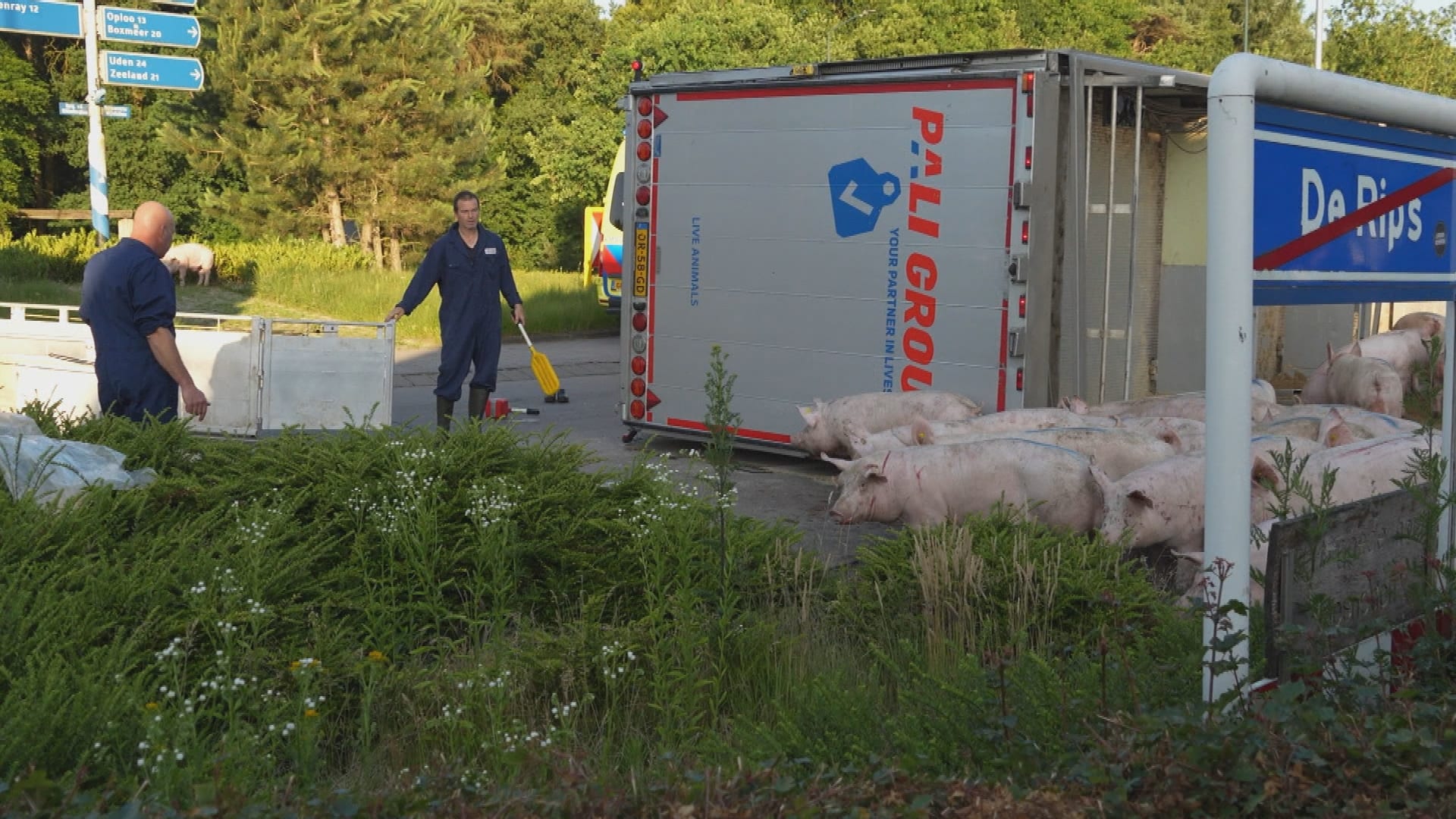 Twintig varkens overleden na kantelen vrachtwagen in De Rips