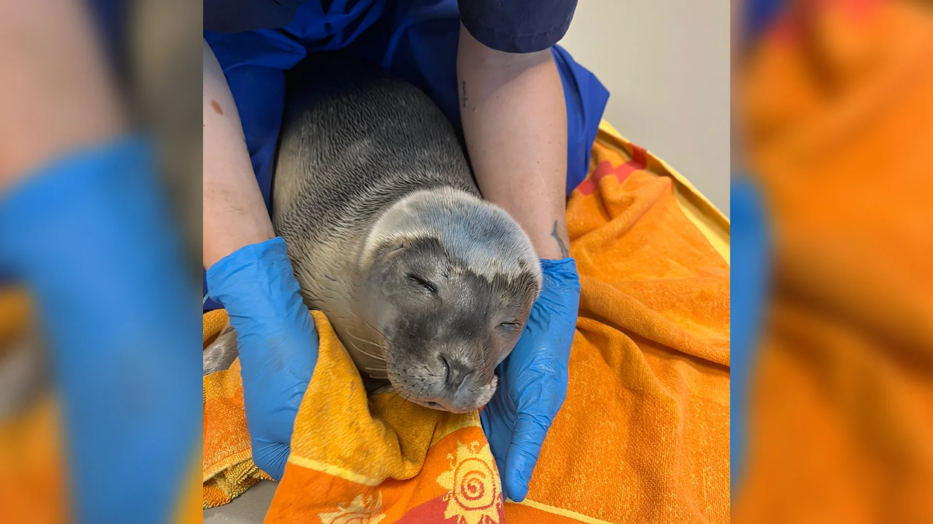 Zeehondenpup ‘Rave’ met spoed geopereerd na vondst illegaal feest in Borgsweer