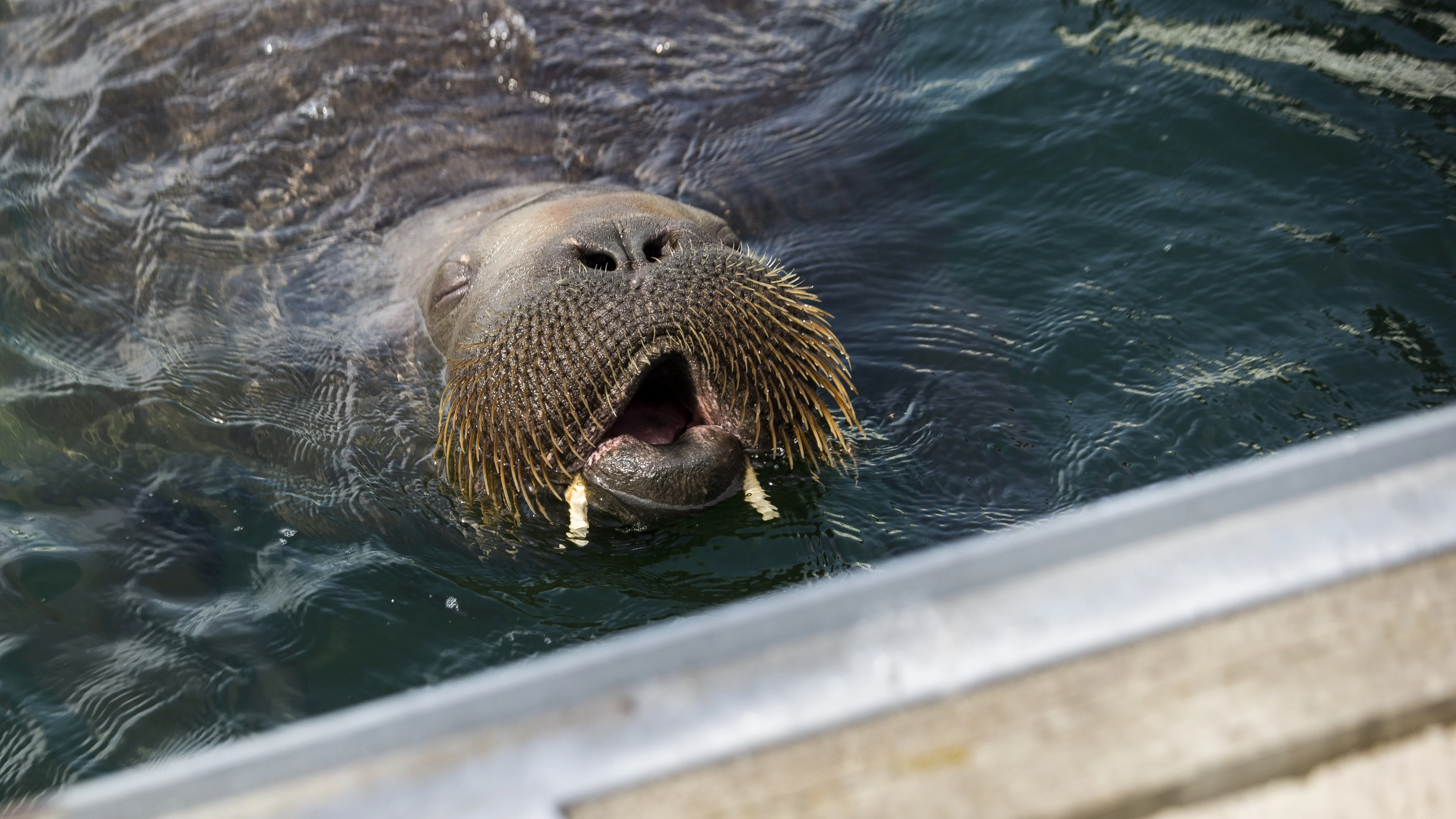 Golf van woede en ongeloof om dood walrus Freya: 'Er waren nog tal van opties'