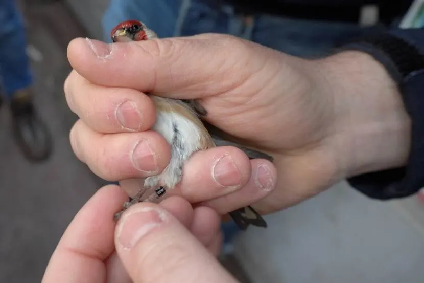 Negentien illegale vogels in beslag genomen in Almelo