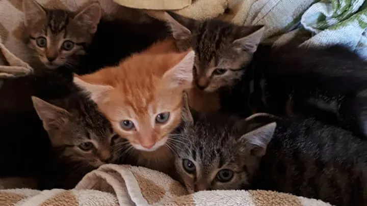 Kittens gedumpt in dichtgeknoopte boodschappentas bij spoor Abcoude