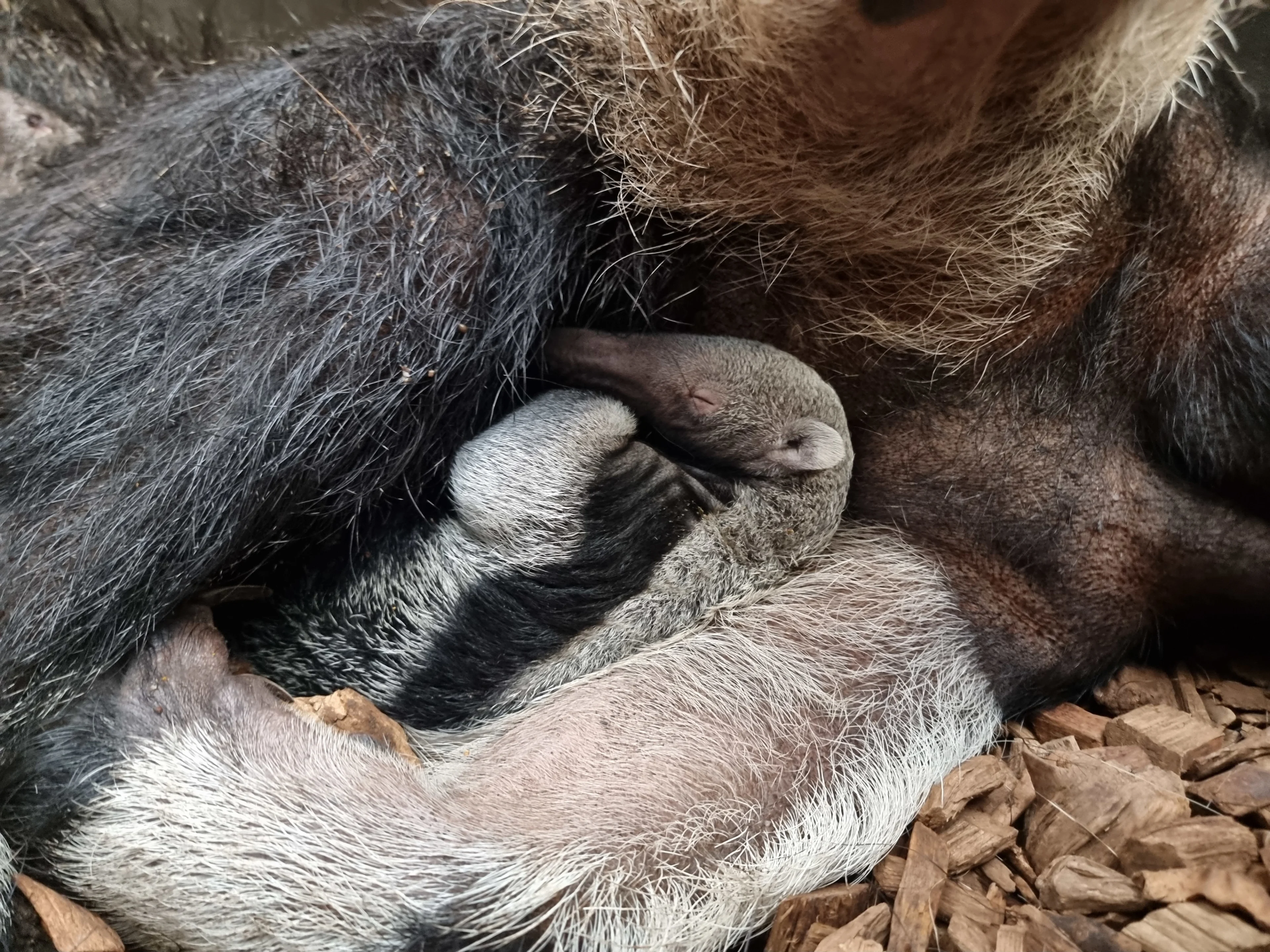 Reuzenmiereneter geboren in ZooParc Overloon