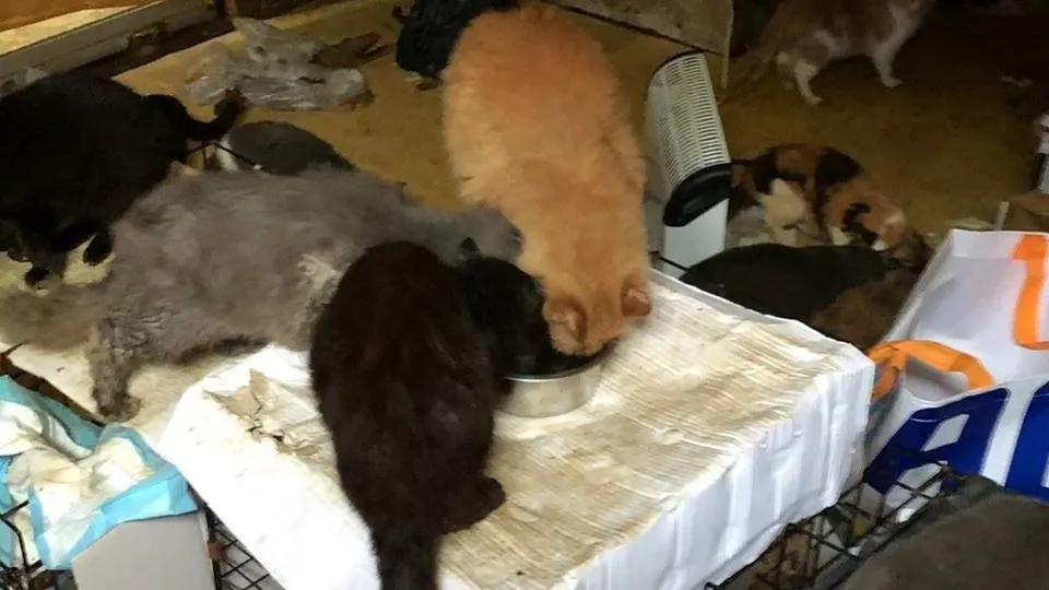 Negentien katten gered uit zwaar bevuilde woning Walcheren