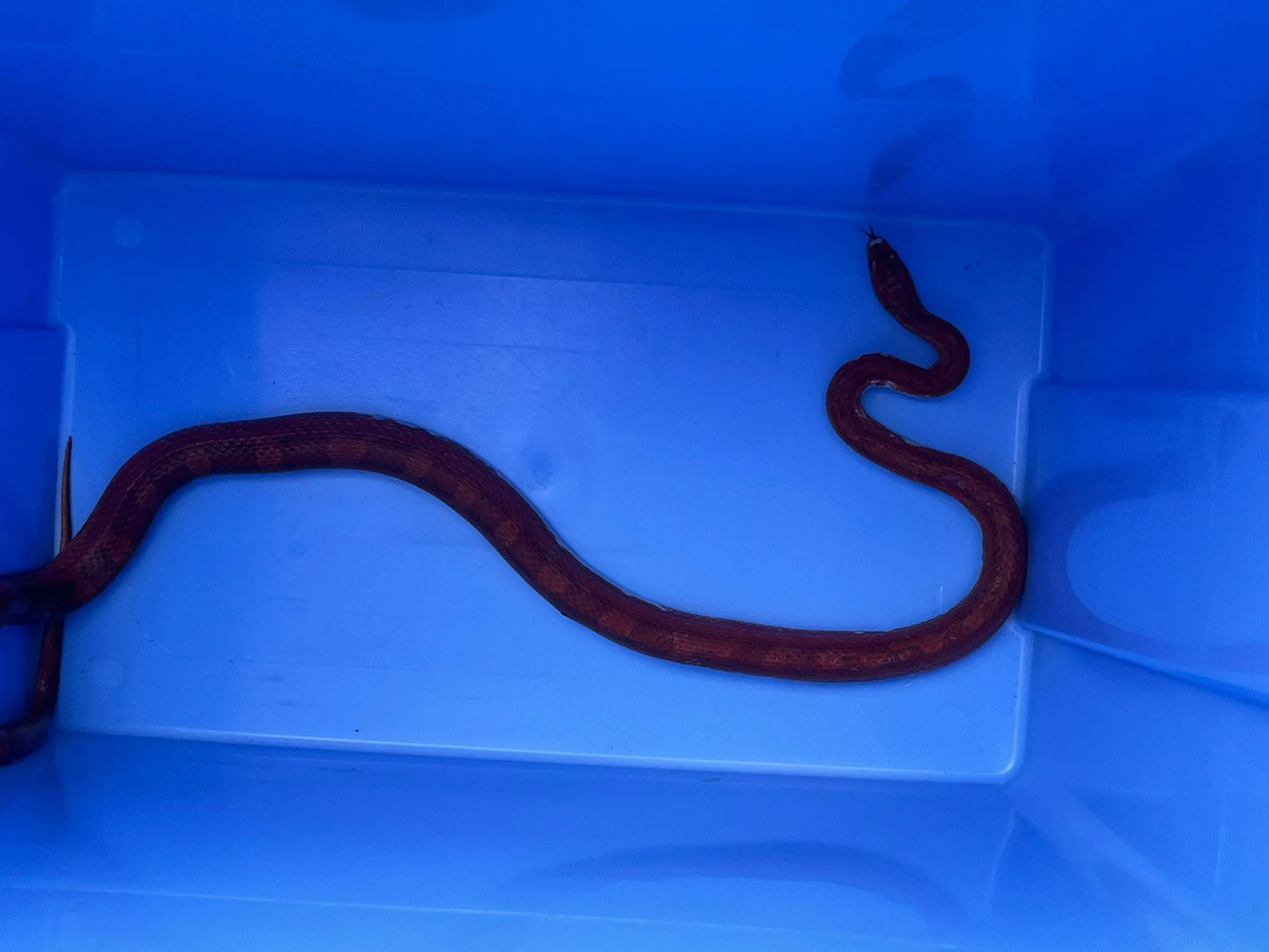 Rotterdammer flink geschrokken: pakt 'tuinslang' op, maar blijkt echte te zijn