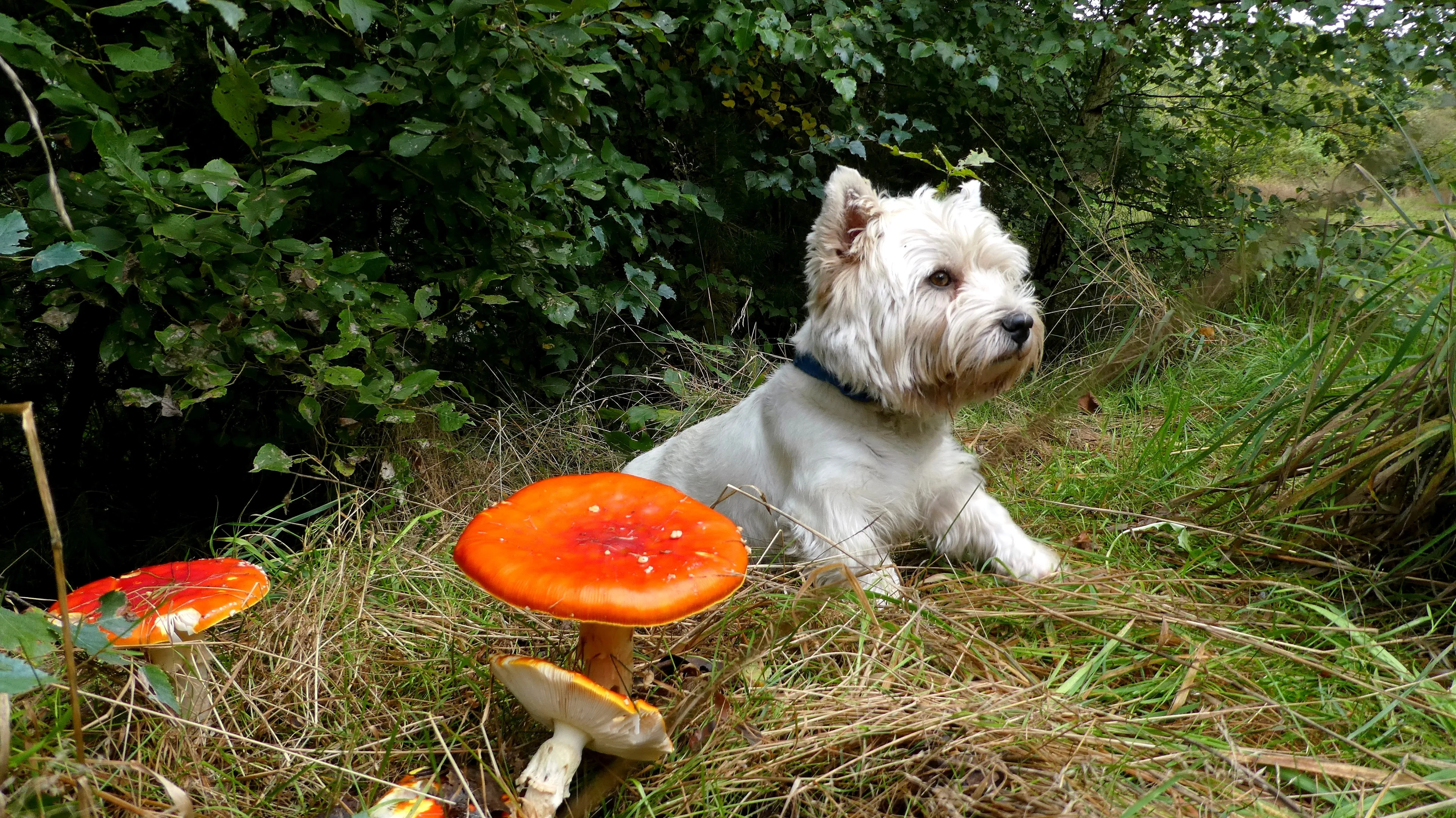 Honden brengen verboden bestrijdingsmiddelen in het milieu, onderzoekers zijn bezorgd