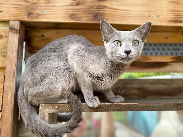 Poes Una na avontuur van drie weken herenigd met Schots-Pools baasjes