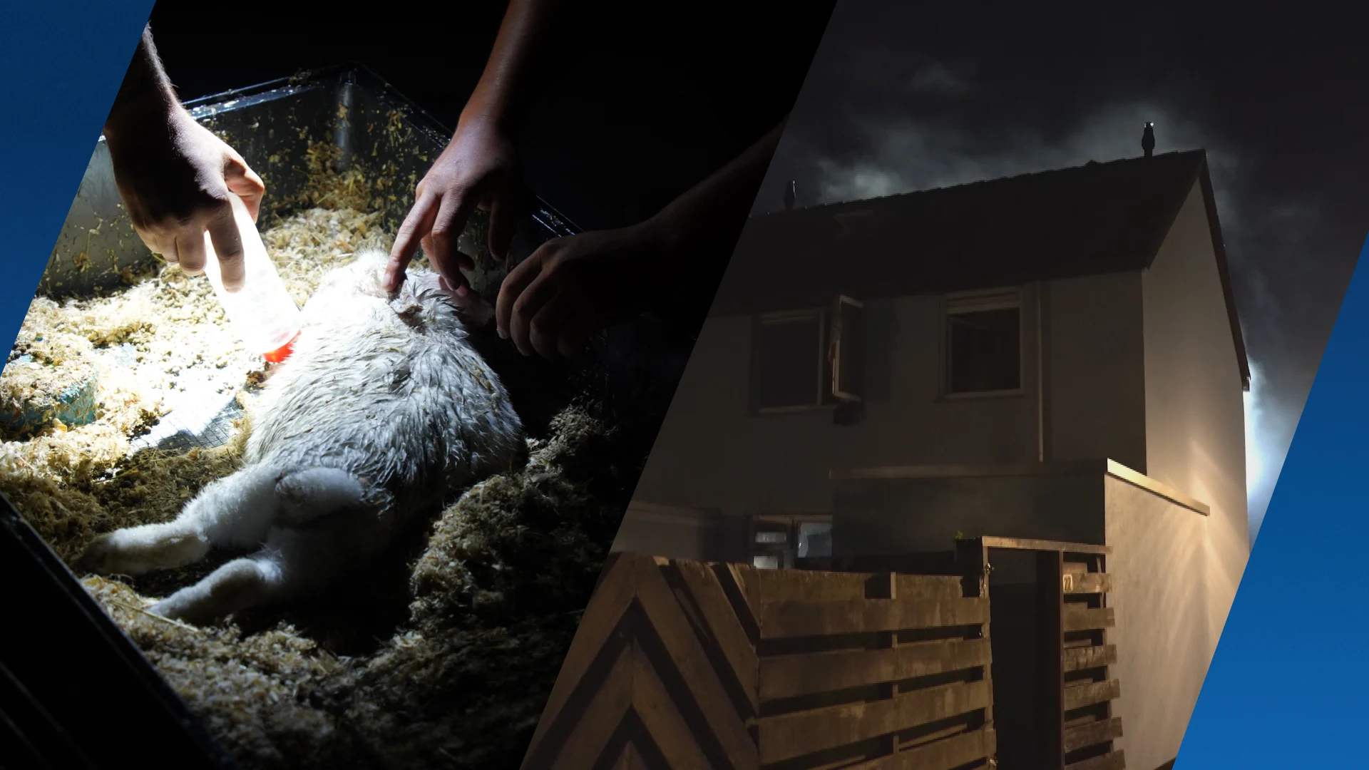 Woning in Zwolle vliegt in brand: konijn gered, vogel vermist