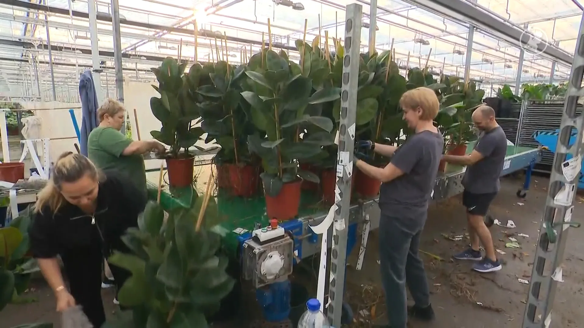 Steeds meer Oekraïners hebben baan in Nederland, bloementeler Chris is er blij mee