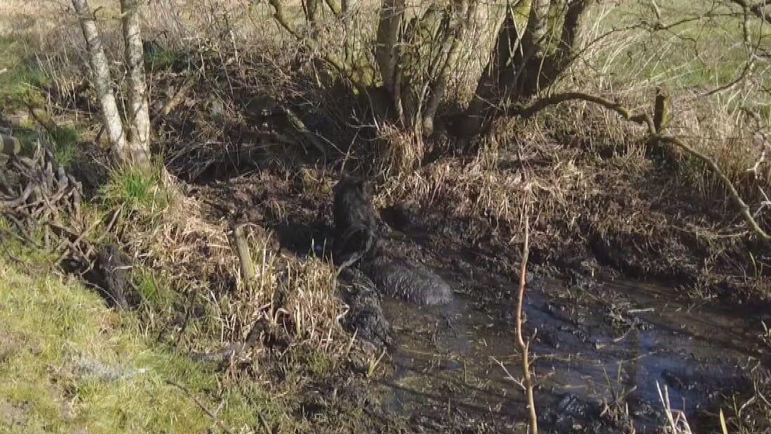 Spelende kinderen ontdekken pony die volledig in modder vastzit