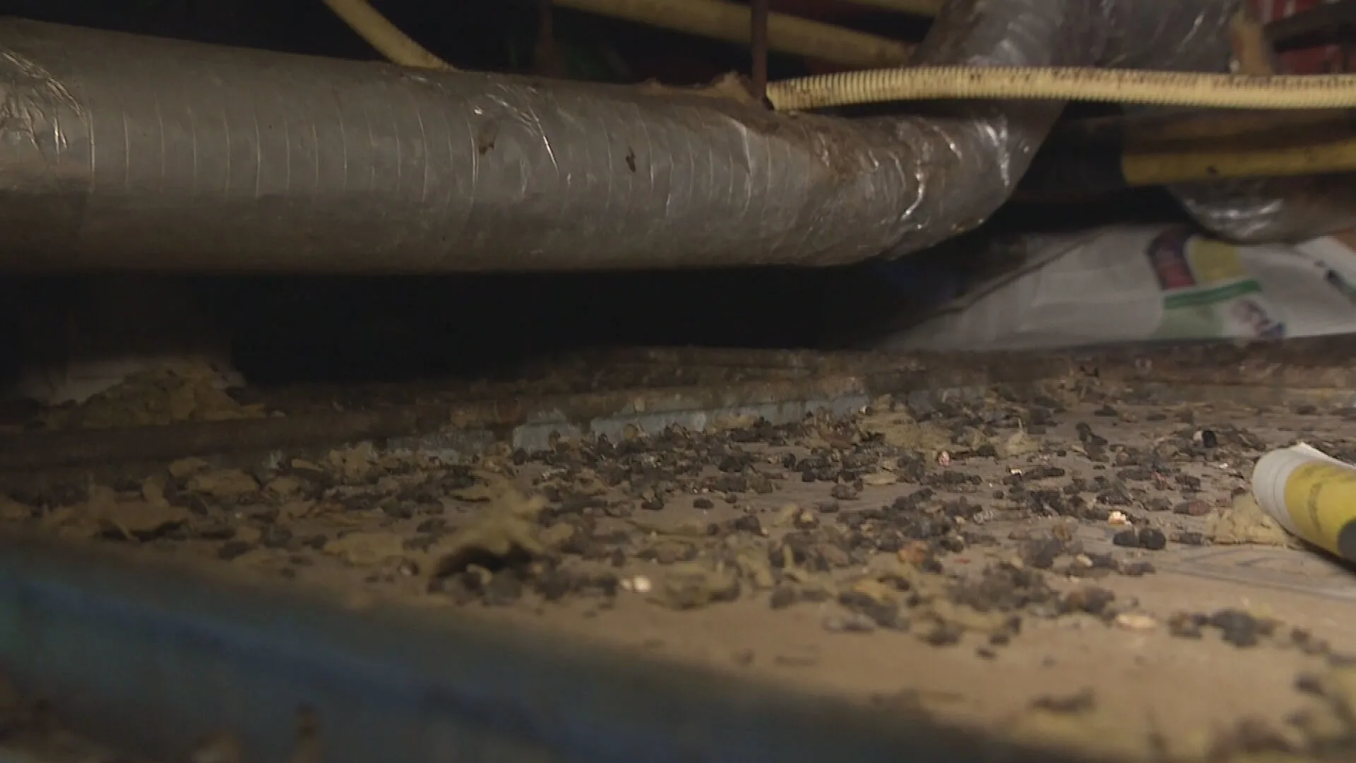 Schiedamse flat 'niet woonbaar' door rattenplaag: 'Ze doen niets met ons geld'