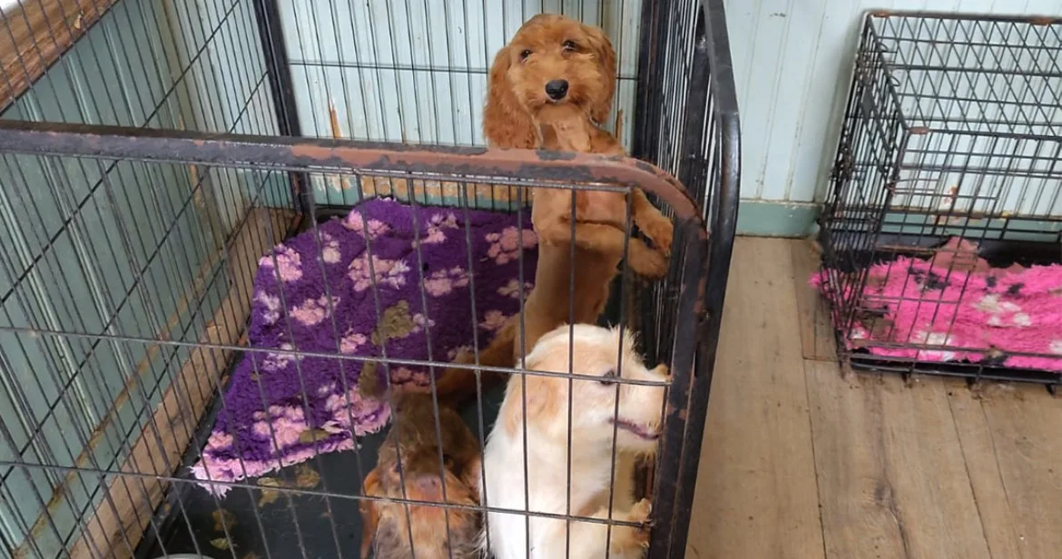 Horror op woonboerderij: dode pup tussen 72 verwaarloosde honden gevonden