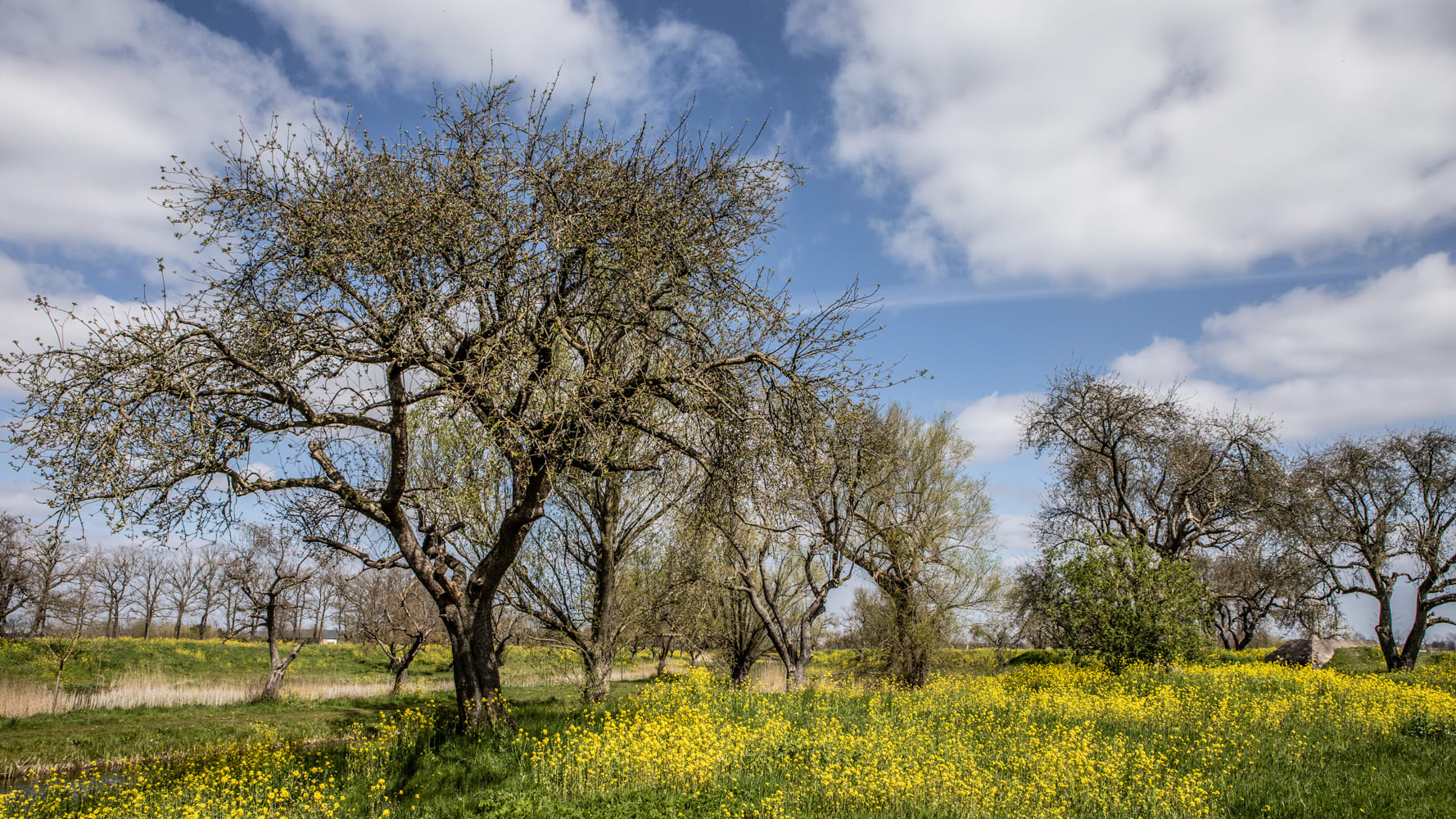 Weer gaat nu echt veranderen: vrieskoude nachten vanaf dit weekend voorbij