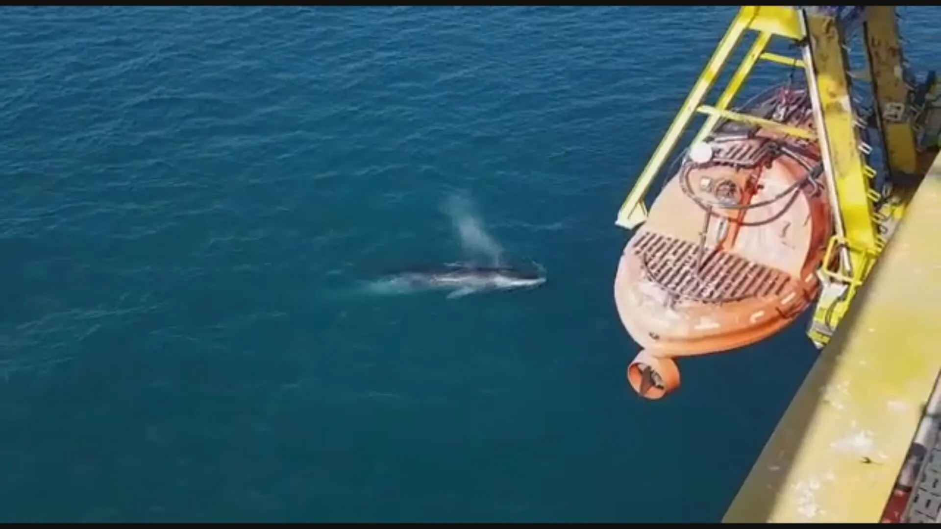 Zeldzame grote baleinwalvis gefilmd voor Nederlandse kust